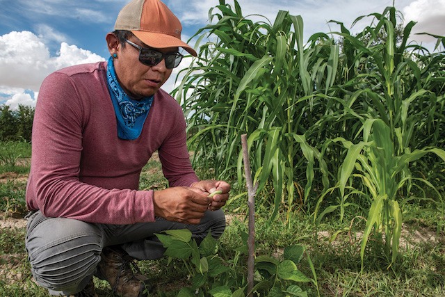 Indigenous farmers reclaim time-honored techniques - Buffalo’s Fire