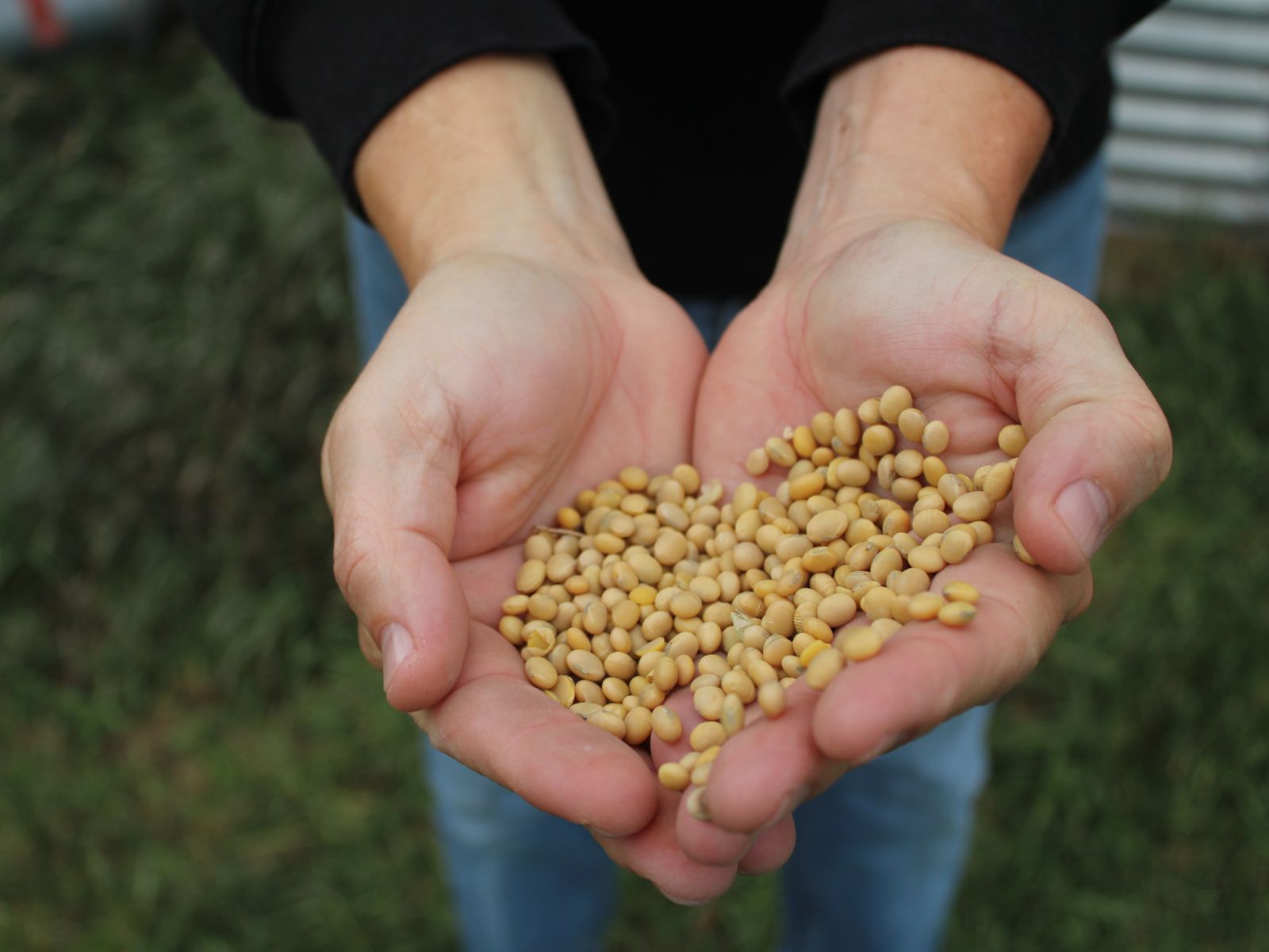 Tyler Stafslien shows off his soybeans at his Ryder, North Dakota, farm.