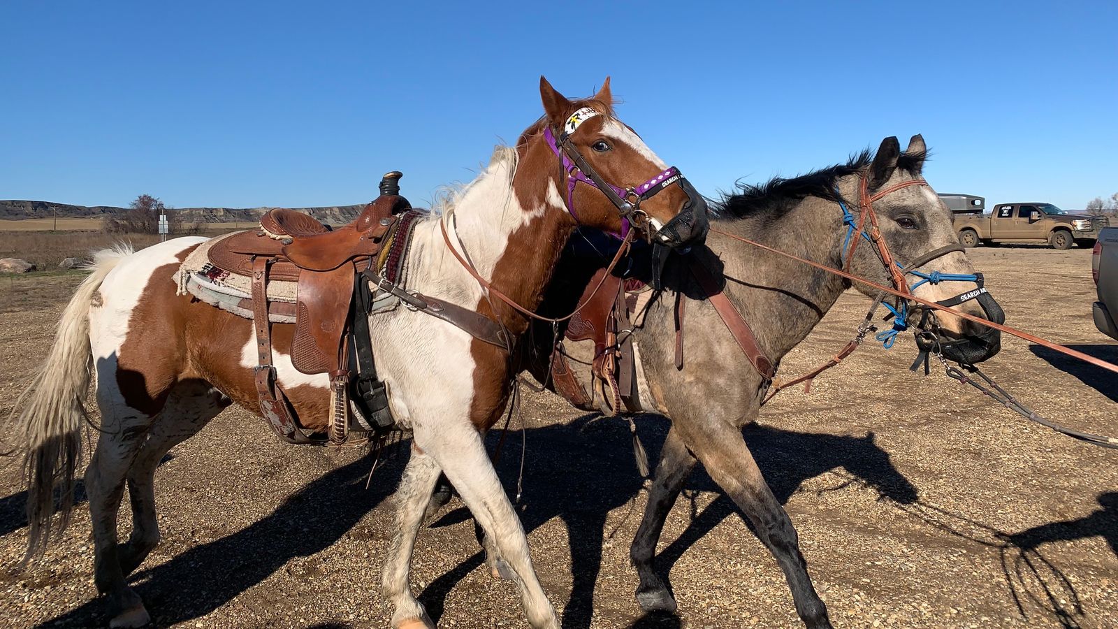 Two horses join the search for Renzo Bullhead, Fort Rice, North Dakota.