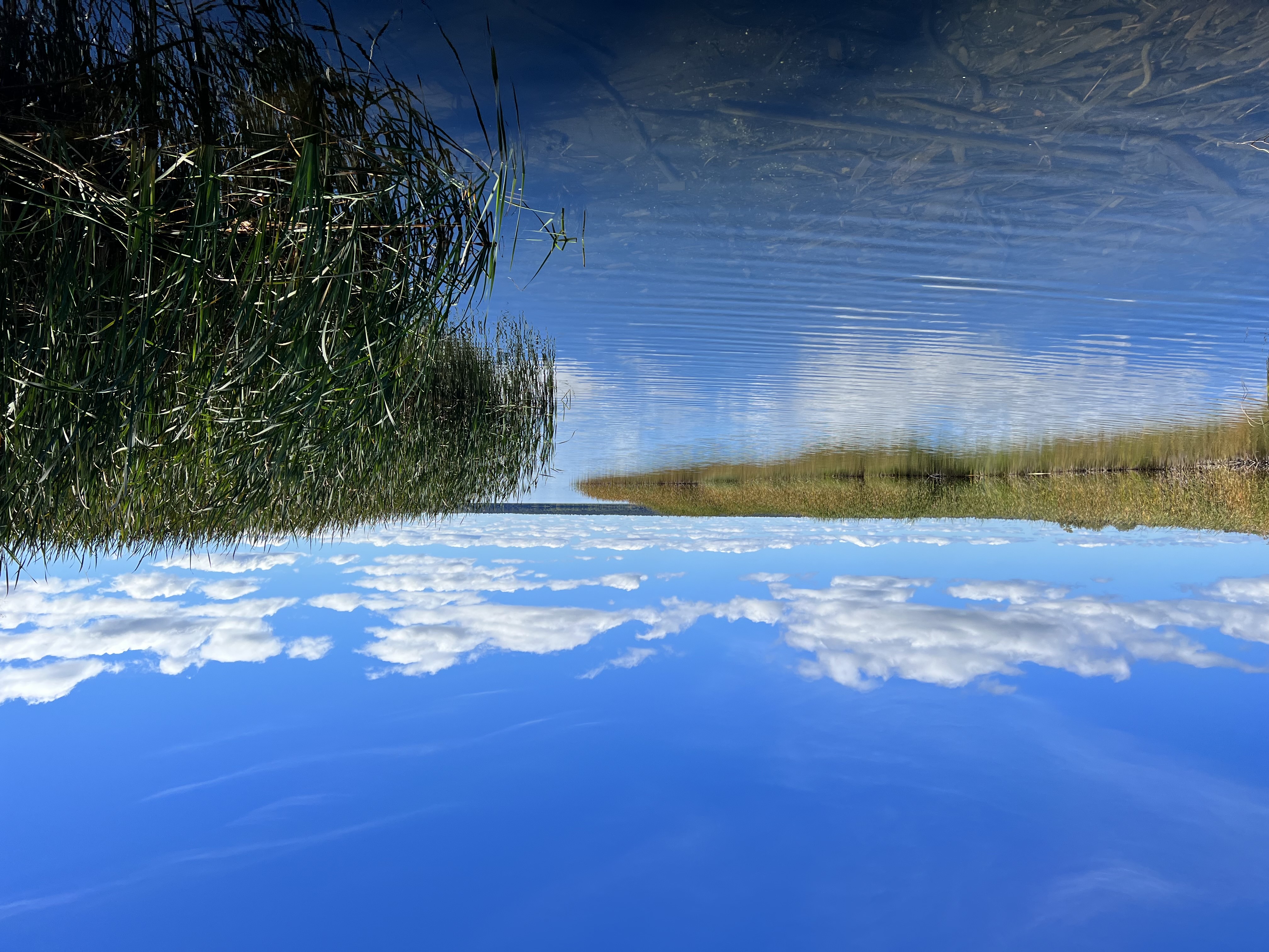 Bill adding Indigenous languages and rights for wild rice introduced to Minnesota legislature