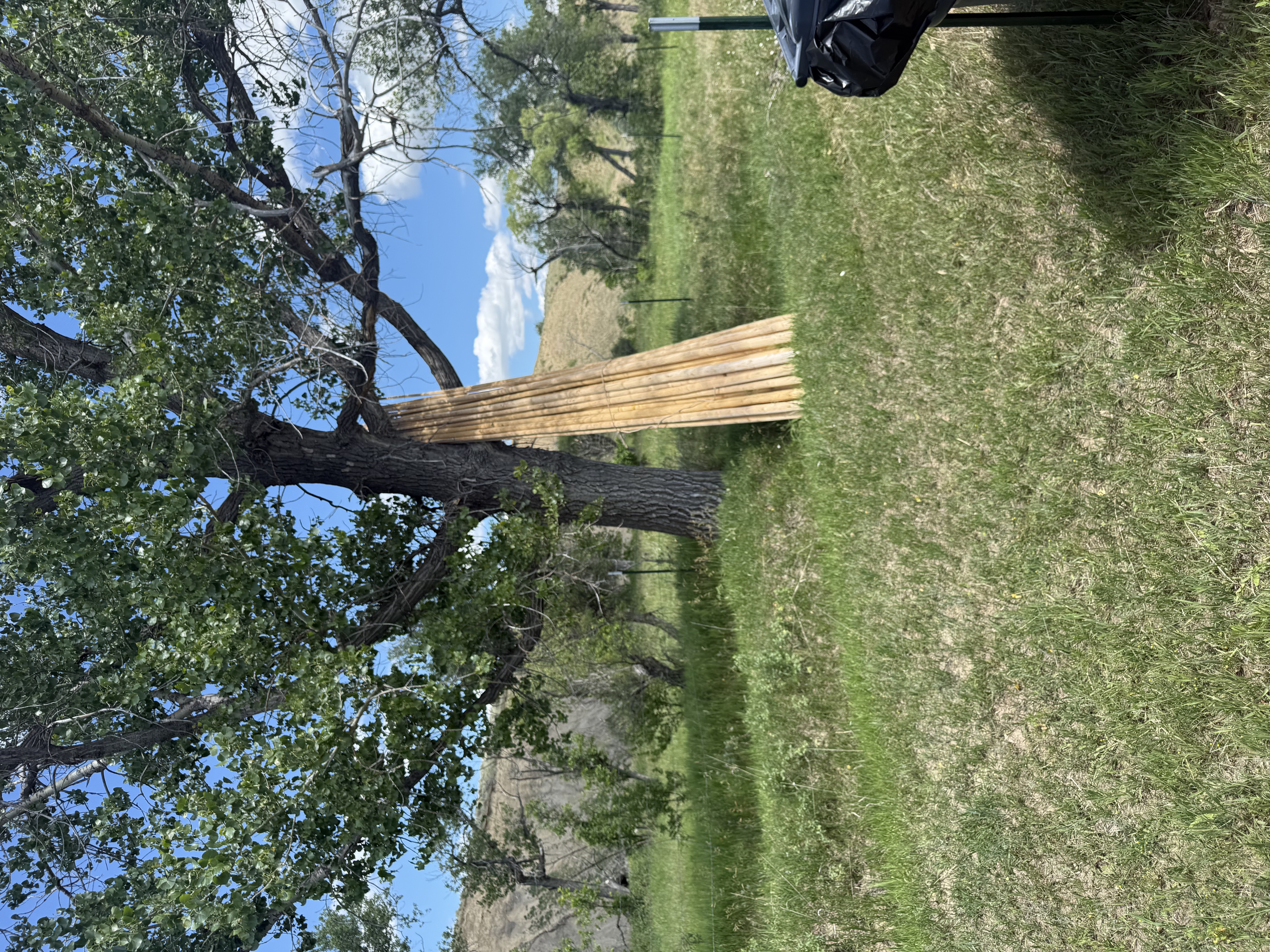 Tipi poles are being staged and leaned against large trees in preparation for further camp expansion.
