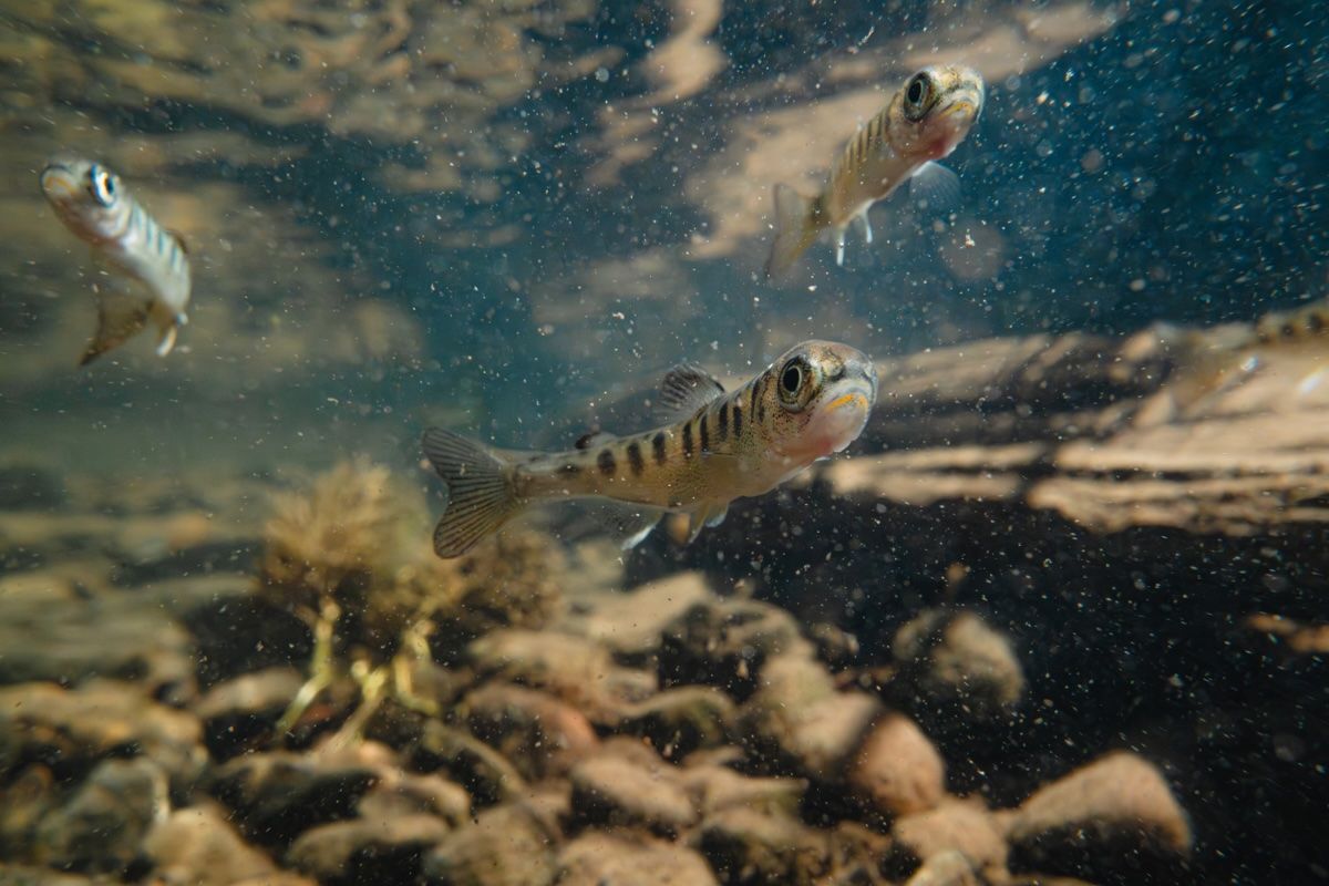Juvenile fall run Chinook salmon on Spencer Creek in the Upper Klamath Basin this May.