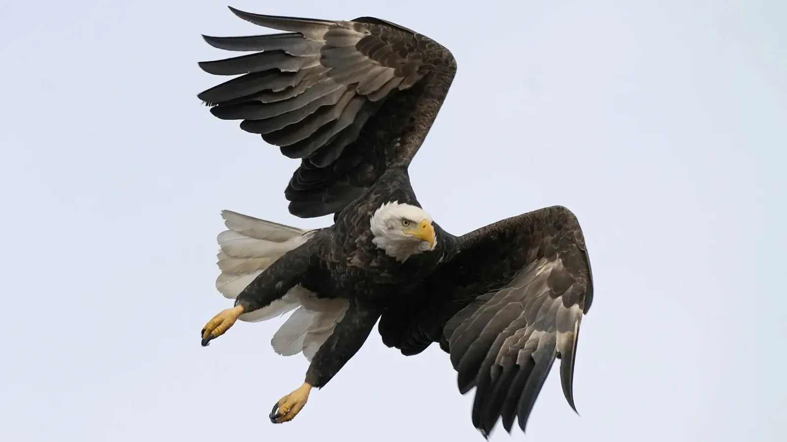 A bald eagle flies at Loess Bluffs National Wildlife Refuge Friday, Dec. 24, 2021, in Mound City, Mo. A federal jury in Montana early Dec. 2023, has indicted two men accused of killing about 3,600 birds, including bald eagles and golden eagles, and selling them on the black market. (AP photo/Charlie Riedel, File)