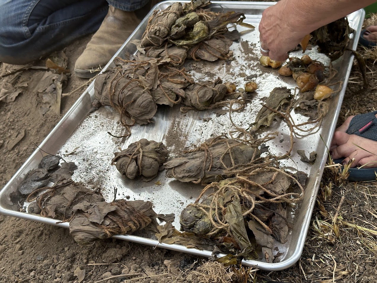 Camas bundles freshly removed from Joe Scott’s camas oven after 26 hours, July 20.  (Photo credit: Brian Bull)