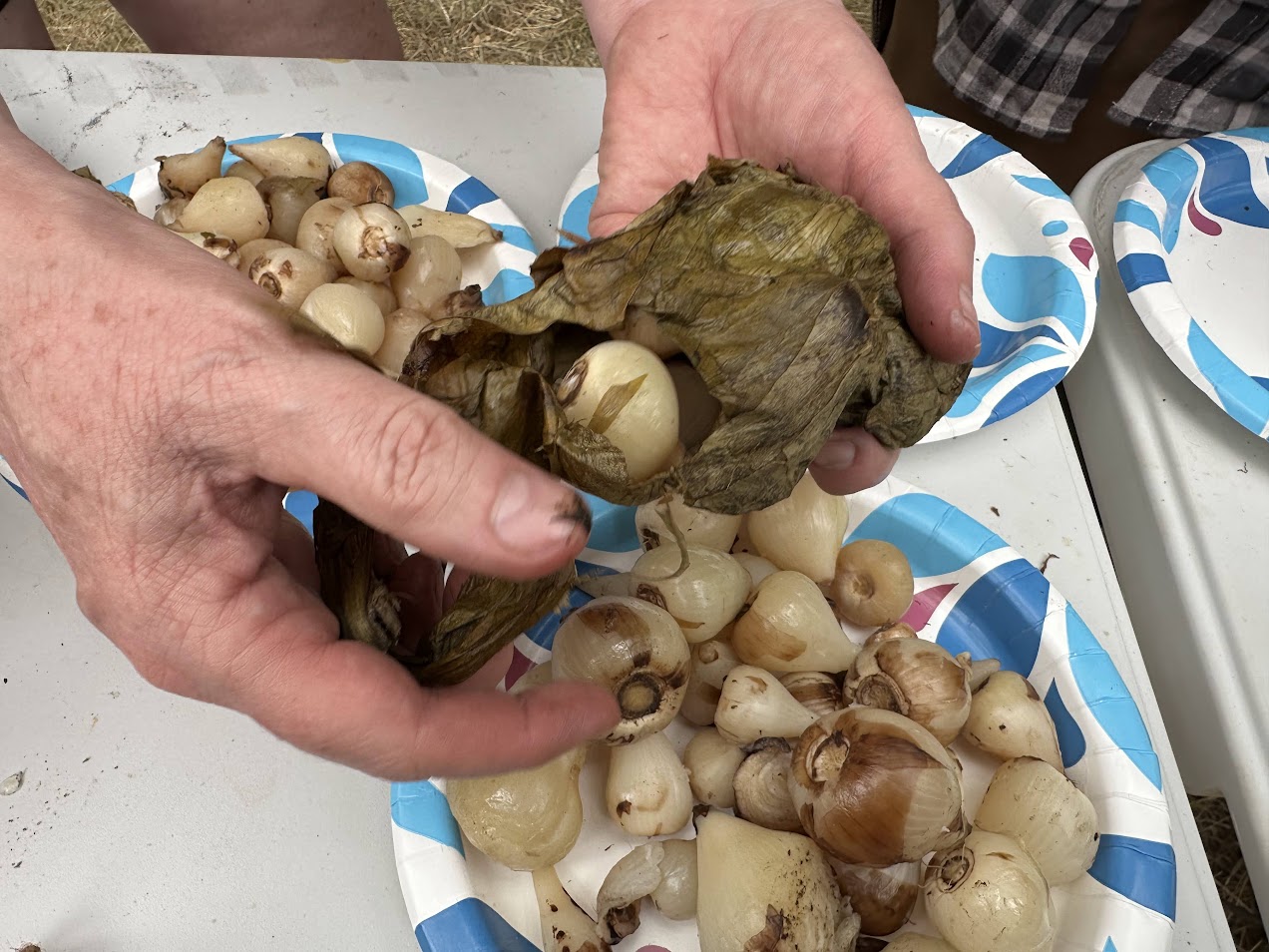 Camas bundles are unwrapped after being in Sam Bull’s camas oven for 24 hours, July 20. (Photo credit: Brian Bull)