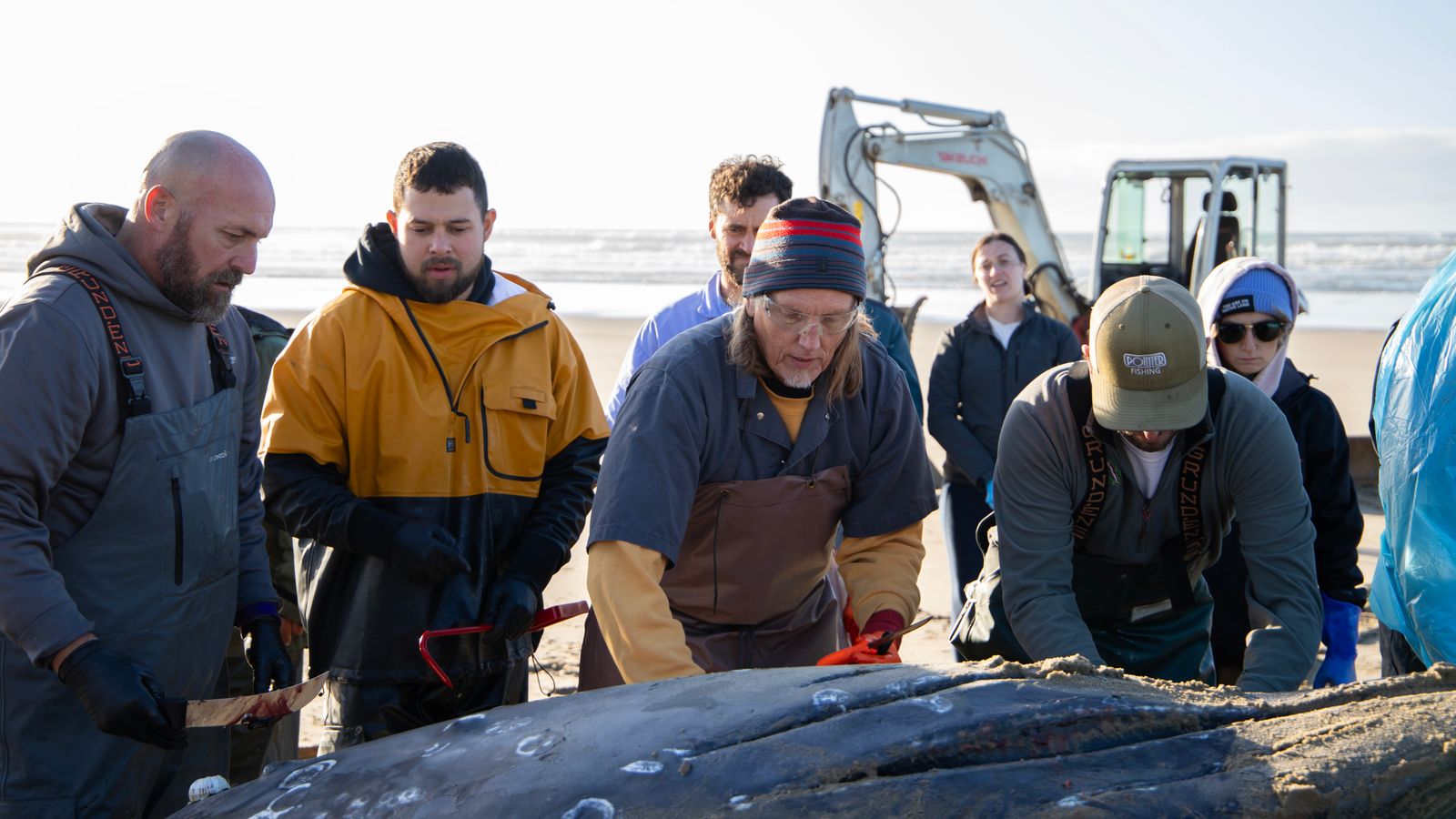 CTSI tribal members Todd Logan, Joshua Rilatos and Dylan Gorman work with anatomic pathologist Kurt Williams of the OSU necropsy team to remove blubber, bones and baleen for cultural use and tissue samples for diagnostic testing on Tuesday, Nov. 18, 2025. (Photo: Jens Odegaard, Oregon State University)