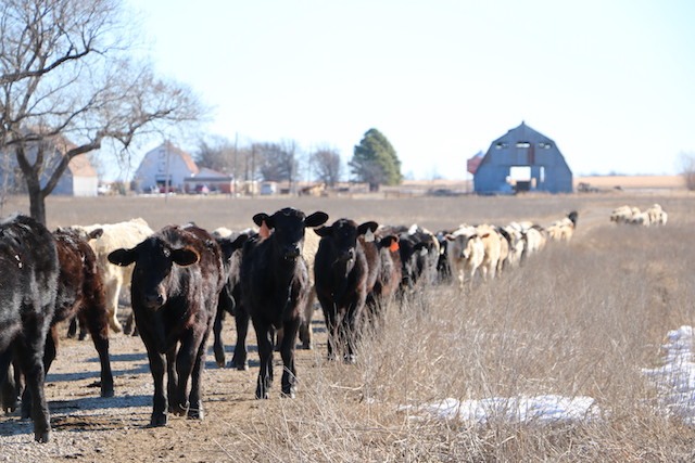 The Muscogee (Creek) Nation has expanded its agriculture enterprises from a small farm to nearly 6,000 acres after the purchase of ranchlands in 2021 near Okmulgee, Oklahoma. It is the largest known land acquisition in the tribe's history. (Photo by Morgan Taylor/Mvskoke Media)