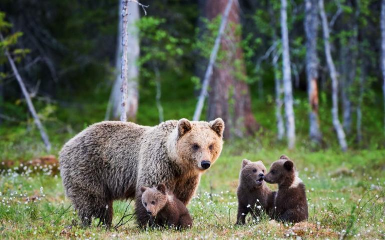 An outrageous new plan would allow grizzly bear trophy hunting in Wyoming. Add your voice now to help protect these iconic bears.
