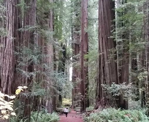 Redwoods-Courtesy StrongHearts Native Helpline