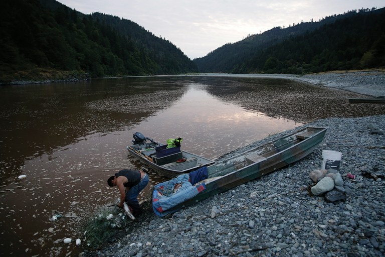 A member of the Yurok Tribe pulls salmon from his gill net on the Klamath River on the Yurok Indian Reservation in Northern California, July 2015. This April, a district court judge ruled that endangered salmon on the Klamath are entitled to prioritized protection.
Terray Sylvester