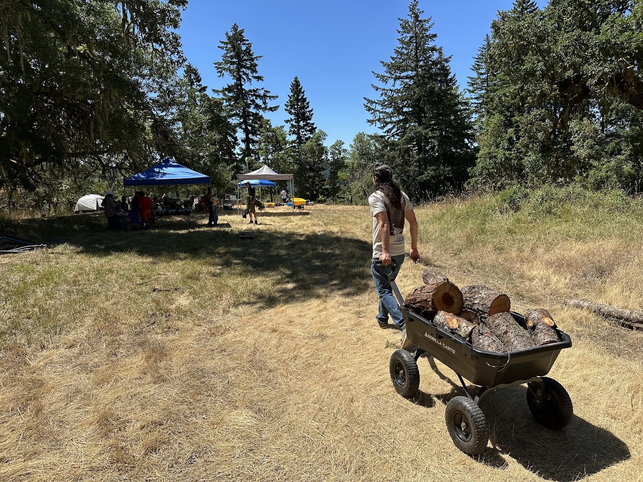 Chris Rempel, a visitor to the TEIP camas bake, pulls a cart of firewood toward the oven site, July 19. (Photo credit: Brian Bull)