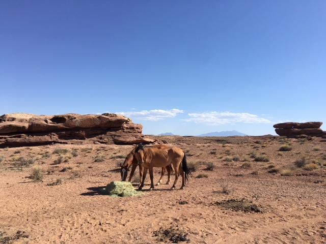 For several years the Navajo Nation has tried to find a solution for tens of thousands of horses that damage the land and compete with livestock for food and water. (Photo by Laurel Morales/KJZZ)