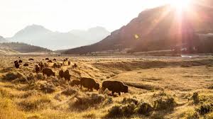 Bison move north out of Lamar Valley in Yellowstone National Park. (Photo by Jacob Frank of the National Park Service via Flickr)