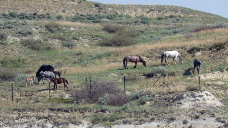 Wild horses graze on a hillside by the boundary fence of Theodore Roosevelt National Park near Medora, N.D., on Saturday, May 20, 2023. About 200 horses roam the park's South Unit. The National Park Service has proposed removing the horses. The horses are popular with park visitors, and have found allies such as Gov. Doug Burgum and U.S. Sen. John Hoeven, who oppose their removal. (AP, Jack Dura)